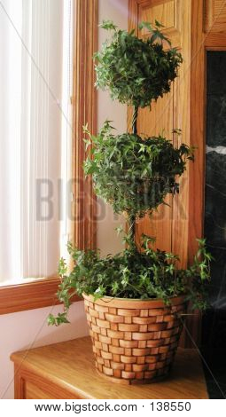Ivy Topiary stueplante