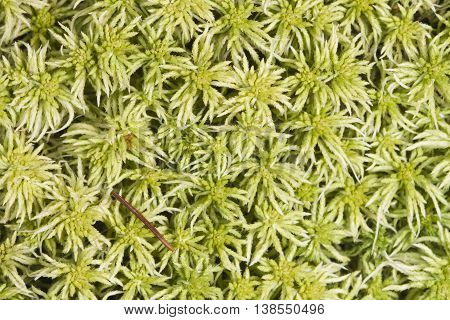 Light green moss texture or background macro selective focus shallow DOF