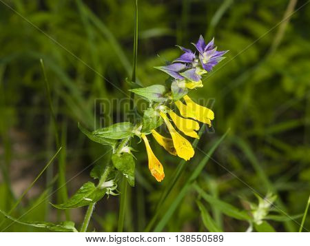 Wood Cow-wheat Melampyrum nemorosum blossom with dark bokeh background macro selective focus shallow DOF