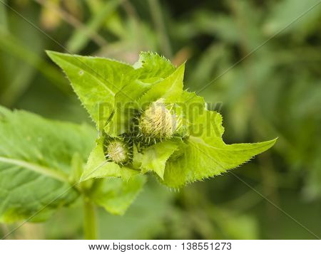 Blooming Cabbage or Siberian Thistle Cirsium oleraceum flower buds and leaves with bokeh background close-up selective focus shallow DOF