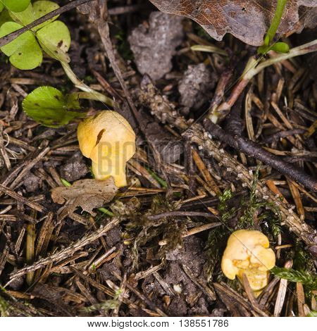 Chanterelle or girolle mushroom Cantharellus cibarius growth on ground in woods close-up selective focus shallow DOF