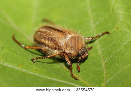 This is a small corrugated broke beetle, found mainly in June.