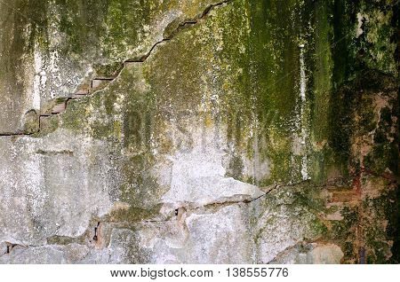 Fungal mold bacteria unhygiene wall house green