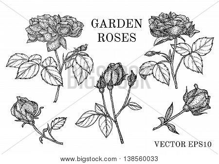 Flower set. Vintage rose collection with floral elements buds and leafs