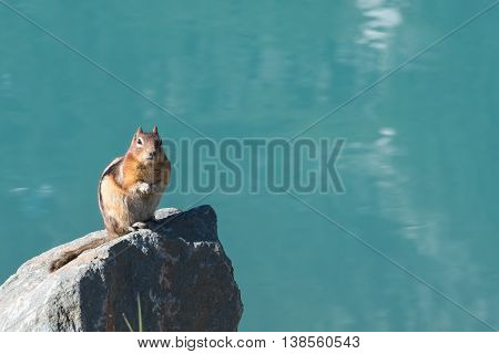 Ground Squirrel Sits on Rock In Front of Lake Louise and her crystal blue water