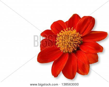 Cosmos flowers; Thailand is red flower for background and all