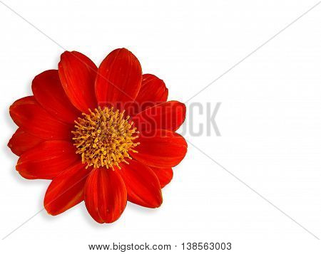 Cosmos flowers in Thailand. is red flower