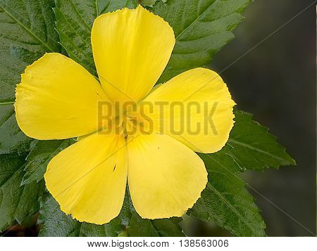 Thailand : Sage Rose is yellow flower for background and all