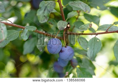 Sloe Fruit At Blackthorn Tree