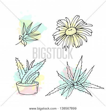 Herbal illustration. Vector flowers. Doodle aloe. Hand drawn herbs set. Bio leaf. Chamomile in sketchy style. Vulnerary plants