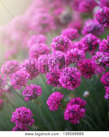 purple flowers.