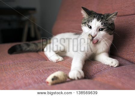 young cat playing with a toy mouse