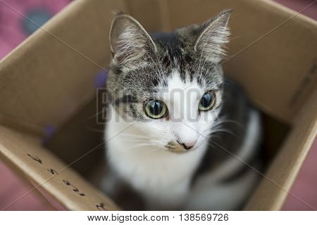 young cat playing in the cardboard box