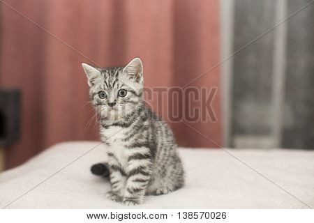 British short hair kitten on the bes