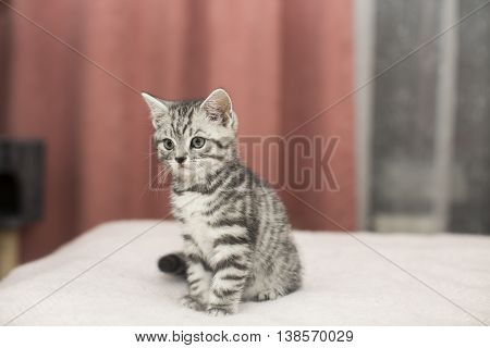 British short hair kitten on the bes