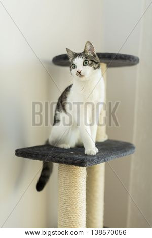 cat sitting on the cat's plush house