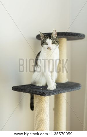 cat sitting on the cat's plush house