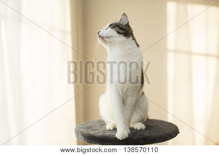 cat sitting on the cat's plush house