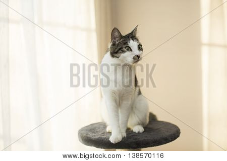 cat sitting on the cat's plush house