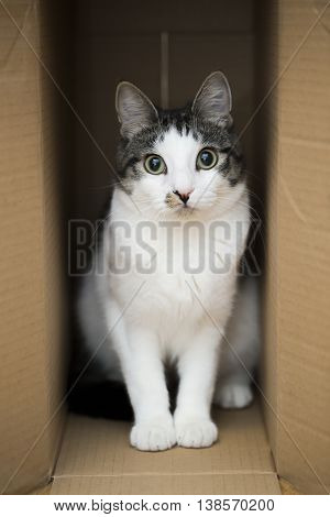 domestic cat sitting in the cardboard box