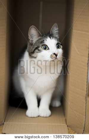 domestic cat sitting in the cardboard box