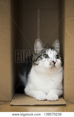 domestic cat sitting in the cardboard box
