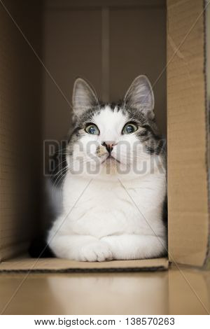 young domestic cat sitting in the cardboard box