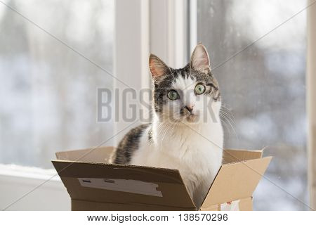 young domestic cat sitting in the postal box