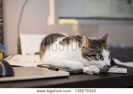 tabby cat relaxing on the computer table