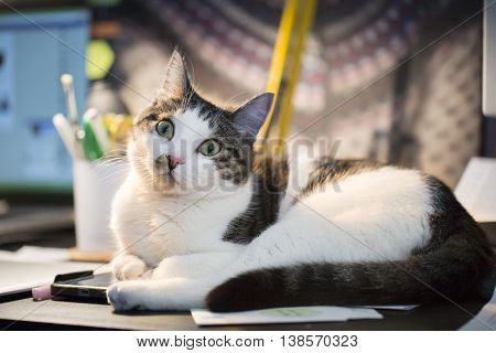tabby cat relaxing on the computer table