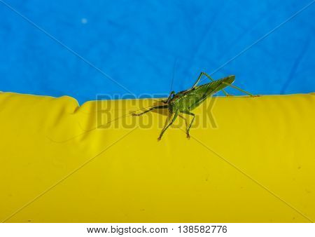 Green locust on the edge of the children's pool.