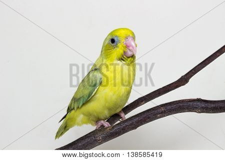 Pastel Green Forpus Bird Chick