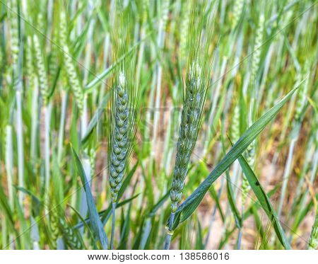 Beautiful Pattern Of Green Grain In Grainfield