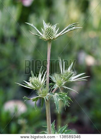 Eryngium bourgatii - flower of european feverweed