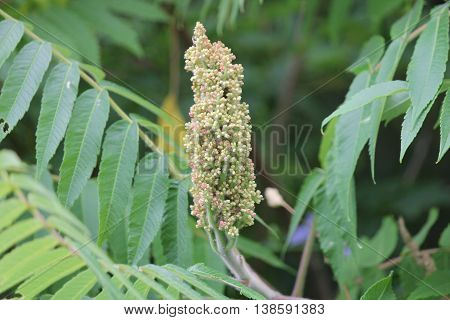 Staghorn Sumac (Rhus typhina) in a stage of flowering, along a country roadway in Kingston, Ontario Canada