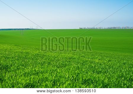 green wheat field against a blue sky