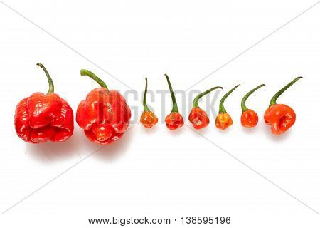Red Chili Peppers