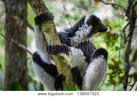 Endemic indri lemur in natural habitat. Madagascar