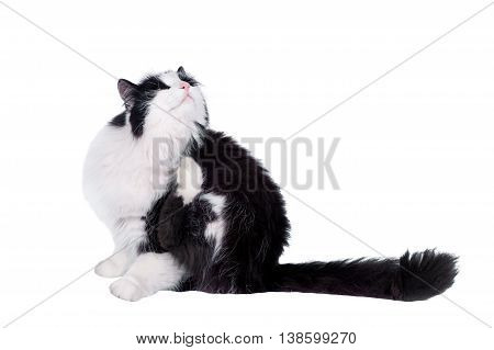 Black and white cat on white isolated background.