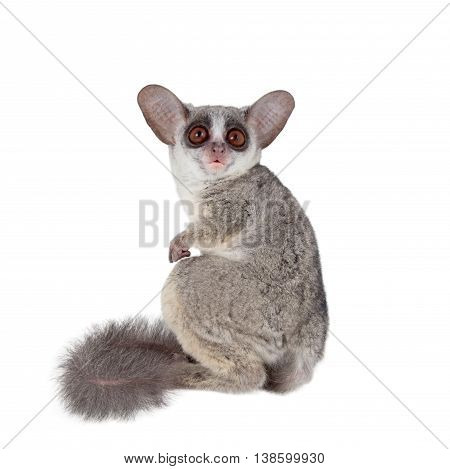 The Senegal bushbaby, Galago senegalensis, isolated on white background