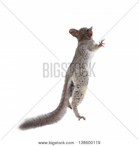 The Senegal bushbaby, Galago senegalensis, isolated on white background