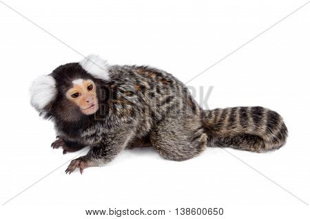 The common marmoset, Callithrix jacchus, isolated on white background