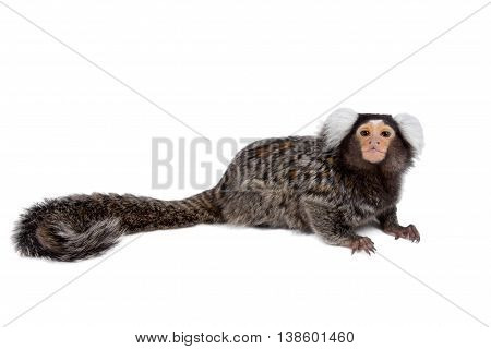 The common marmoset, Callithrix jacchus, isolated on white background