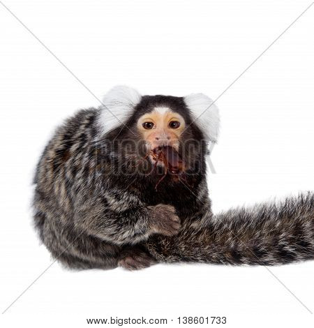 The common marmoset, Callithrix jacchus, isolated on white background