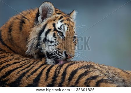 Close up portrait of Siberian Tiger Cub(Panthera Tigris Altaica)