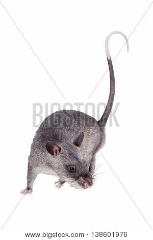 Gambian pouched rat cub, Cricetomys gambianus, isolated on white background