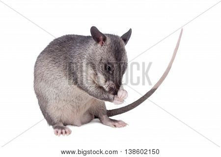 Gambian pouched rat cub, Cricetomys gambianus, isolated on white background
