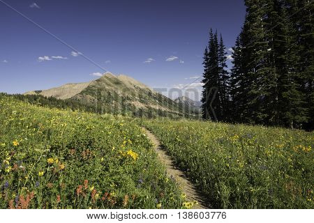 Hiking Trail to Gothic Mountain with Wildflowers
