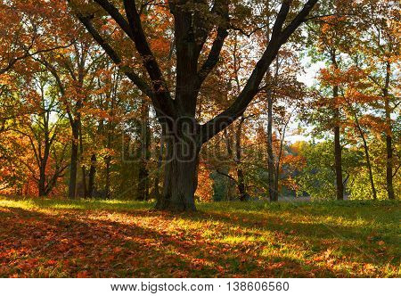 Oak tree in fall. Beautiful autumn in the park