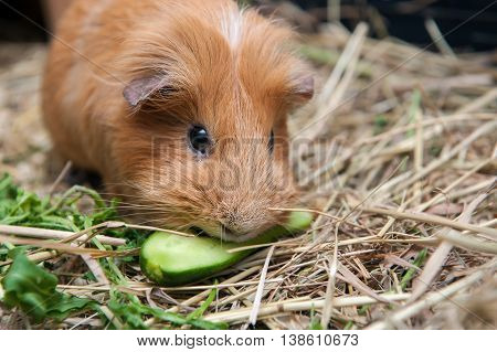 Cute red guinea pig eating cucumber. Close up.